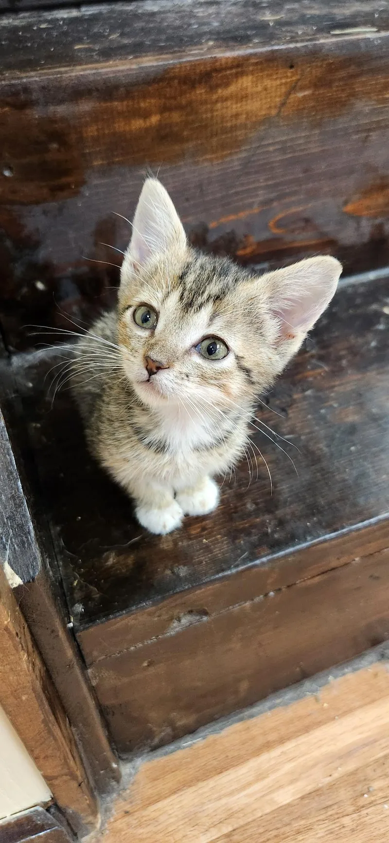 A baby small-sized female Tabby (Brown / Chocolate) Tabby cat named Apple for adoption in Kirksville, MO