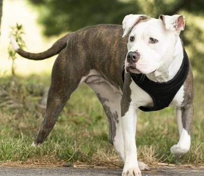 An adult medium-sized female Mixed Breed dog named Reina for adoption in Cincinnati, OH