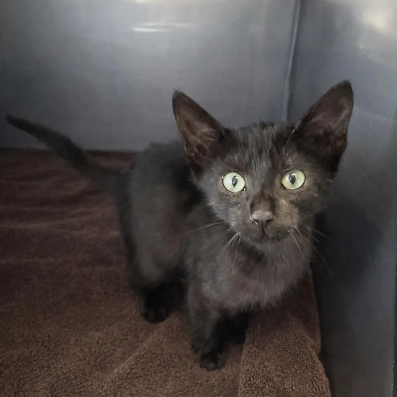 A baby medium-sized male Domestic Short Hair cat named Coke for adoption in Brenham, TX