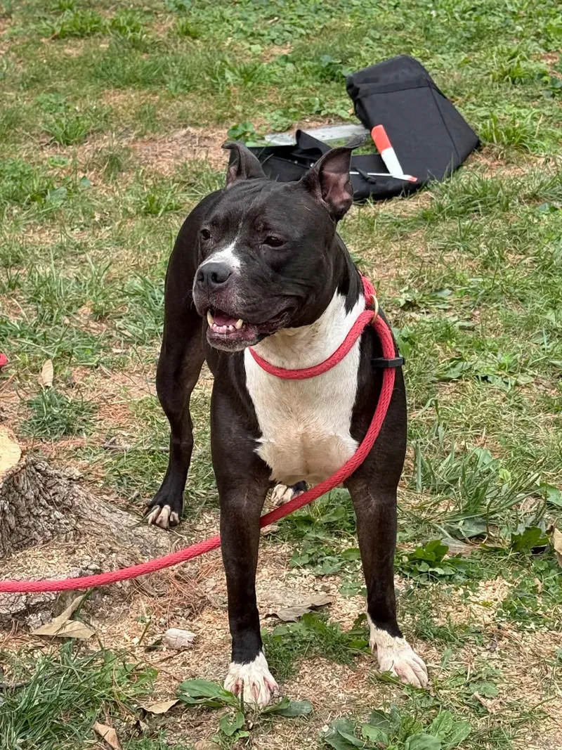 An adult medium-sized female Black Pit Bull Terrier dog named Bella for adoption in Springfield, IL