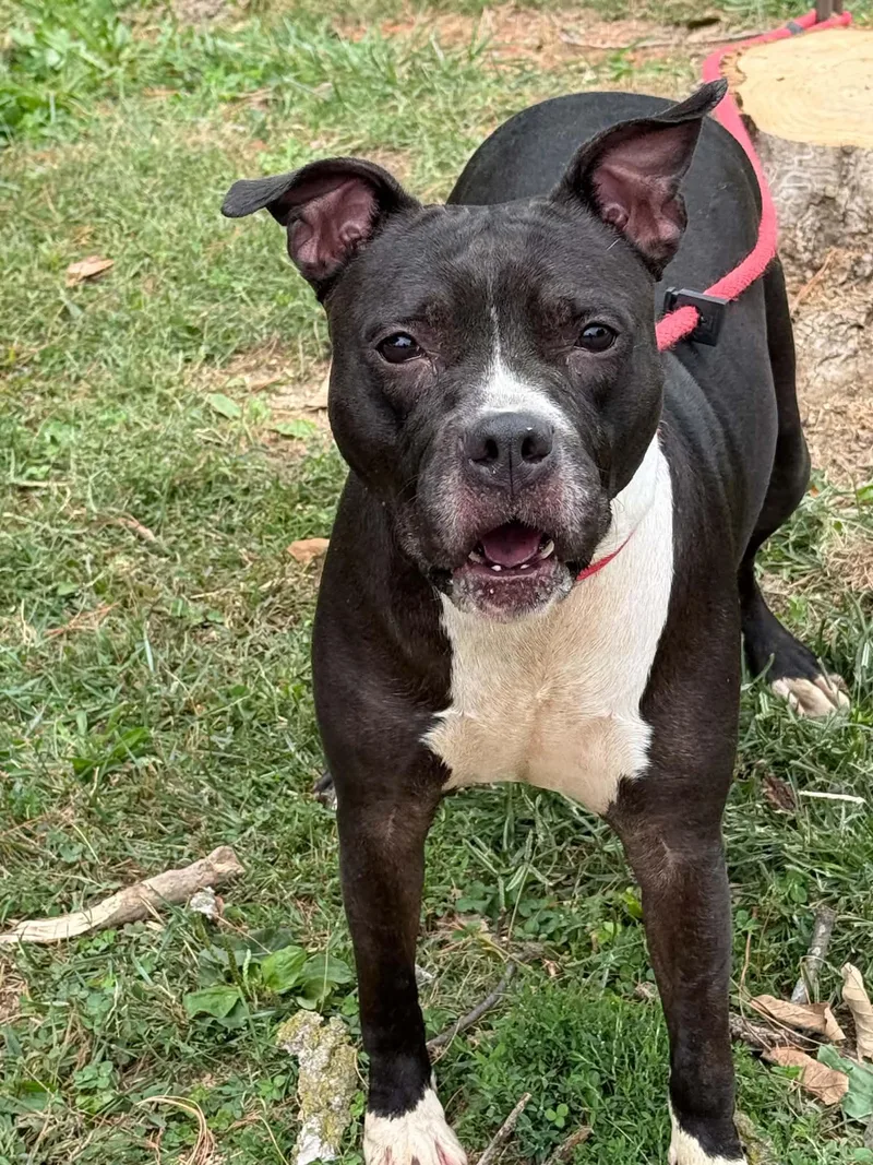 Bella thumbnail 3