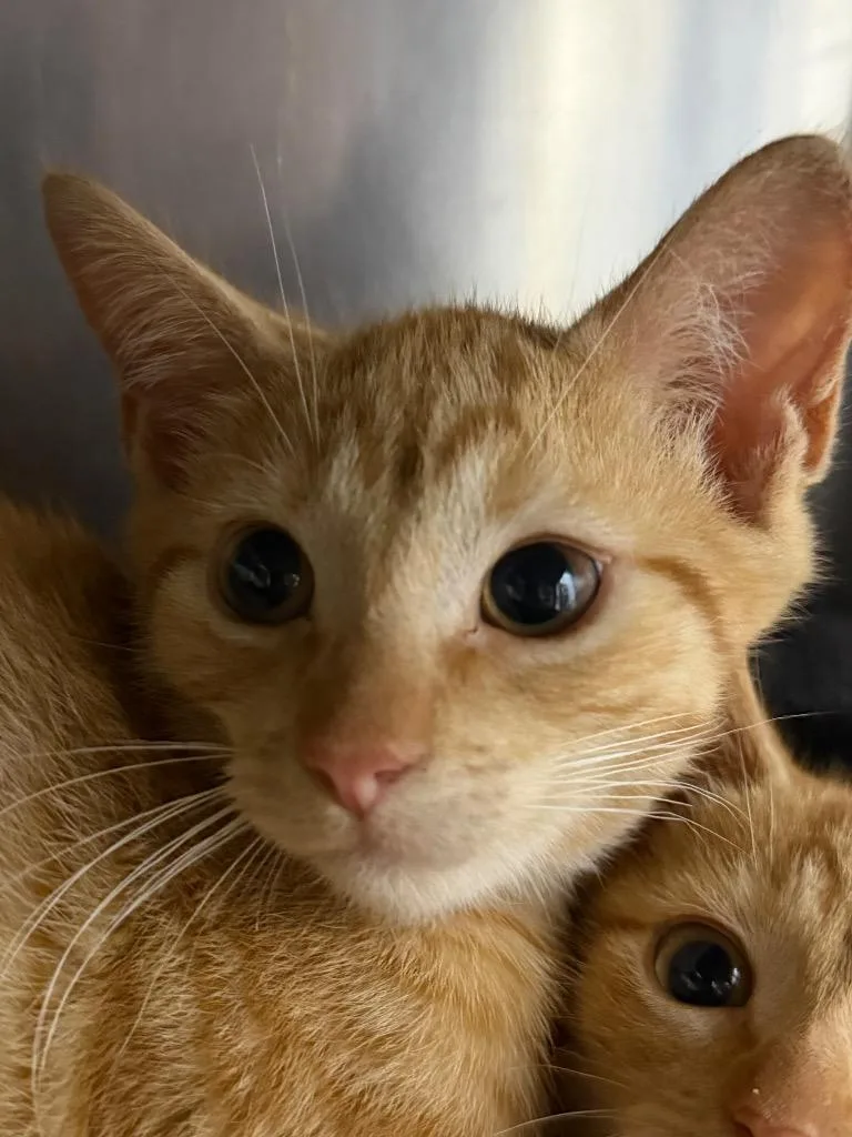 A baby medium-sized male Domestic Short Hair cat named Red Bull for adoption in Pomona, NY