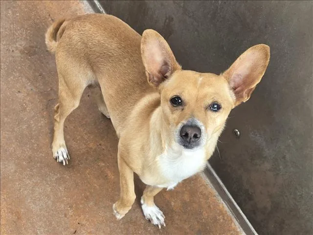 An adult small-sized male Chihuahua dog named Berrugas for adoption in Van Nuys, CA