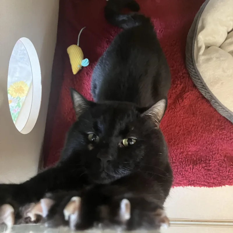 An adult medium-sized male Black Domestic Short Hair cat named Bobert for adoption in Eatontown, NJ