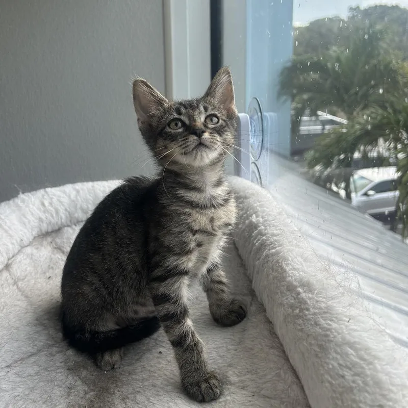A baby small-sized female Brown / Chocolate Domestic Short Hair cat named Sabrina for adoption in Jupiter, FL