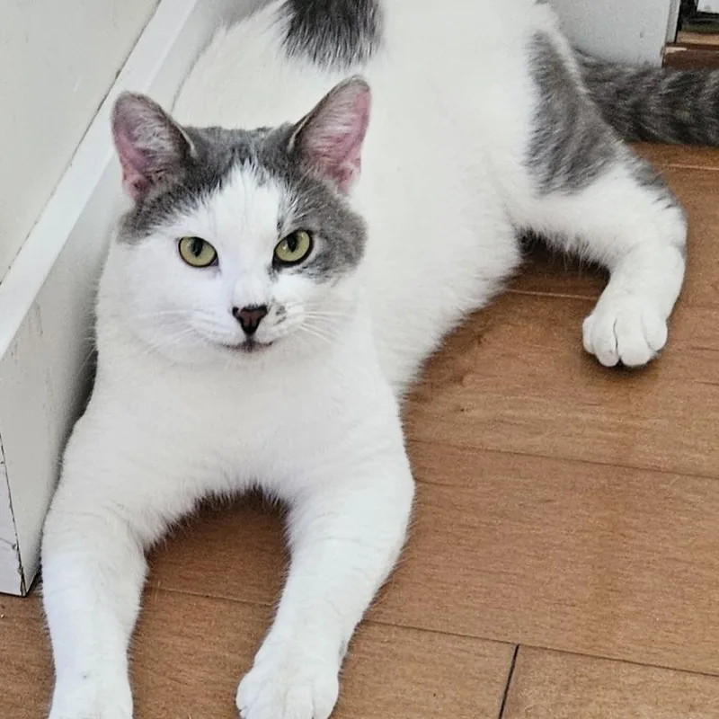 An adult medium-sized male Gray / Blue / Silver Domestic Short Hair cat named Fred for adoption in Traverse City, MI