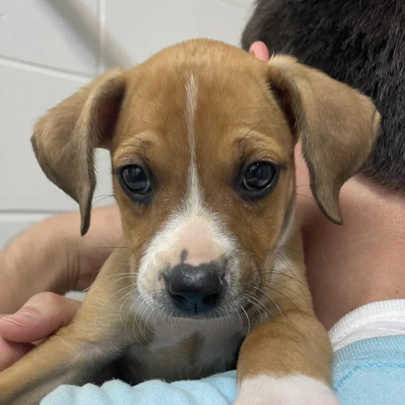 Squirrel thumbnail 2