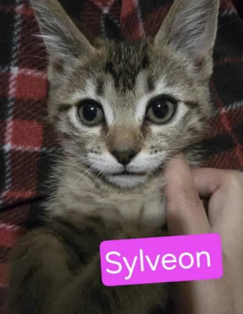 A baby medium-sized female Tabby (Brown / Chocolate) Tabby cat named Sylveon for adoption in Huntington Beach, CA