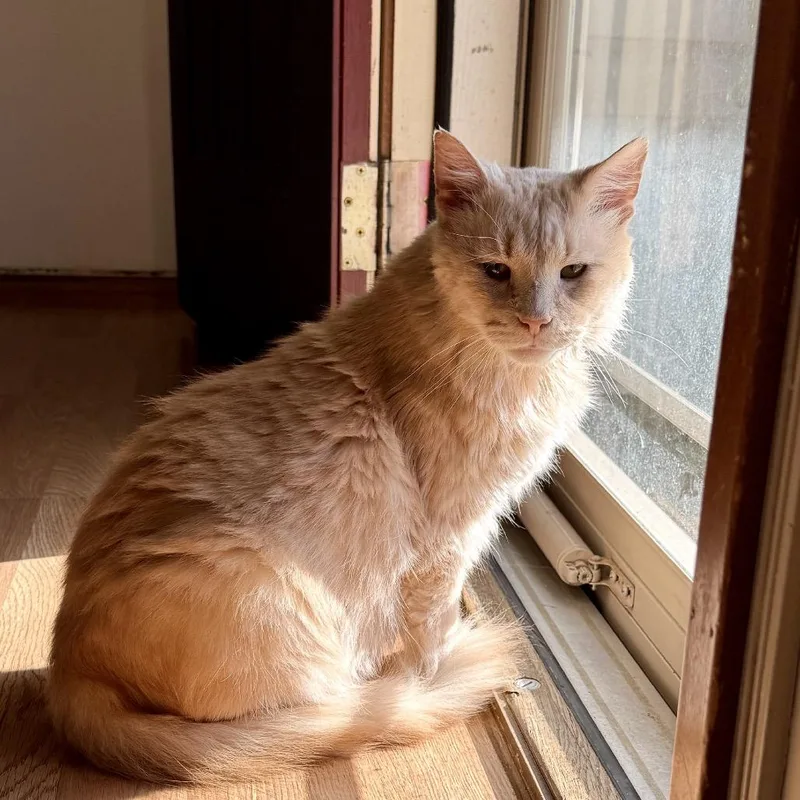 An adult large-sized male Buff / Tan / Fawn Domestic Long Hair cat named Leo for adoption in Medina, OH