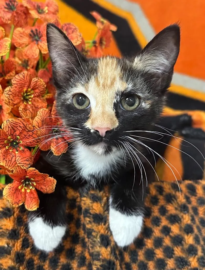 A baby small-sized female Domestic Short Hair cat named April for adoption in Stillwater, OK