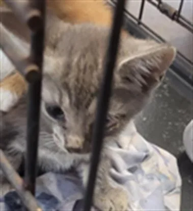 A baby small-sized female Domestic Short Hair cat named Jane for adoption in Fort Walton Beach, FL