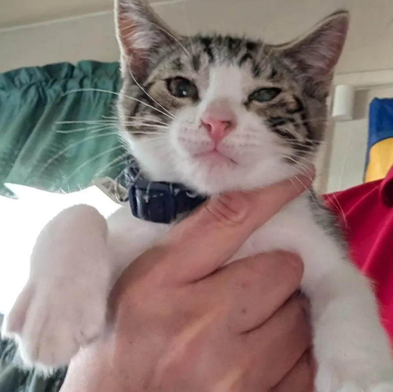 A young medium-sized male Tabby (Gray / Blue / Silver) Tabby cat named Rizzo  Loves Playtime for adoption in Fountain Valley, CA