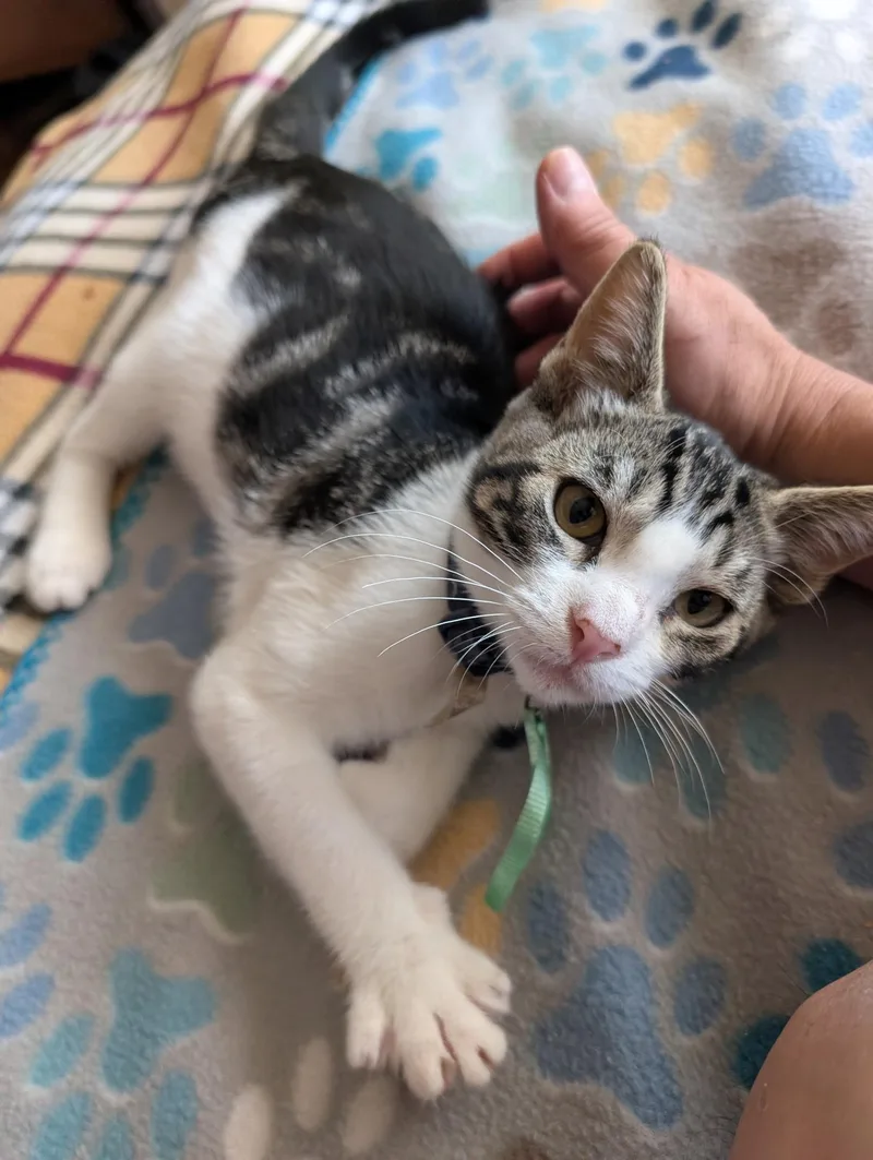 Rizzo  Loves Playtime thumbnail 2