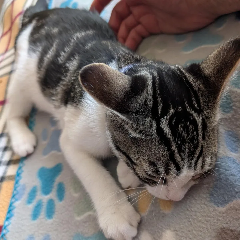 Rizzo  Loves Playtime thumbnail 3