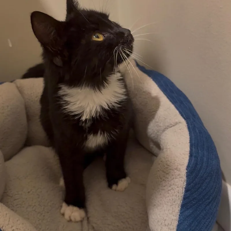 A baby small-sized female Black Domestic Medium Hair cat named Chatterbox for adoption in Huntington, WV