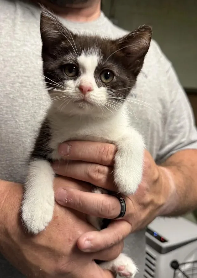 A baby small-sized female Black Domestic Short Hair cat named Ivy for adoption in Romney, WV