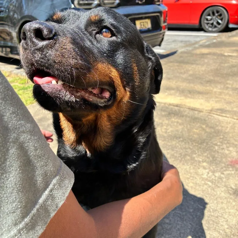 An adult large-sized female Black Rottweiler dog named StrayndAvenue"Emma" for adoption in Columbus, GA