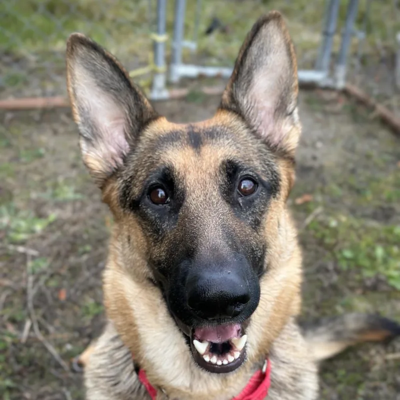 Cocobeans thumbnail 5