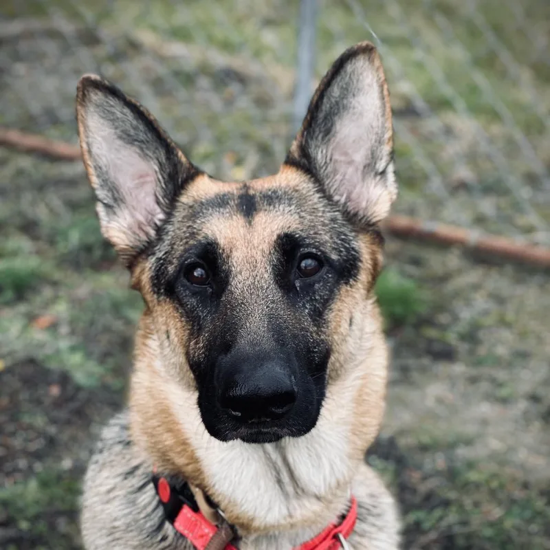 Cocobeans thumbnail 6