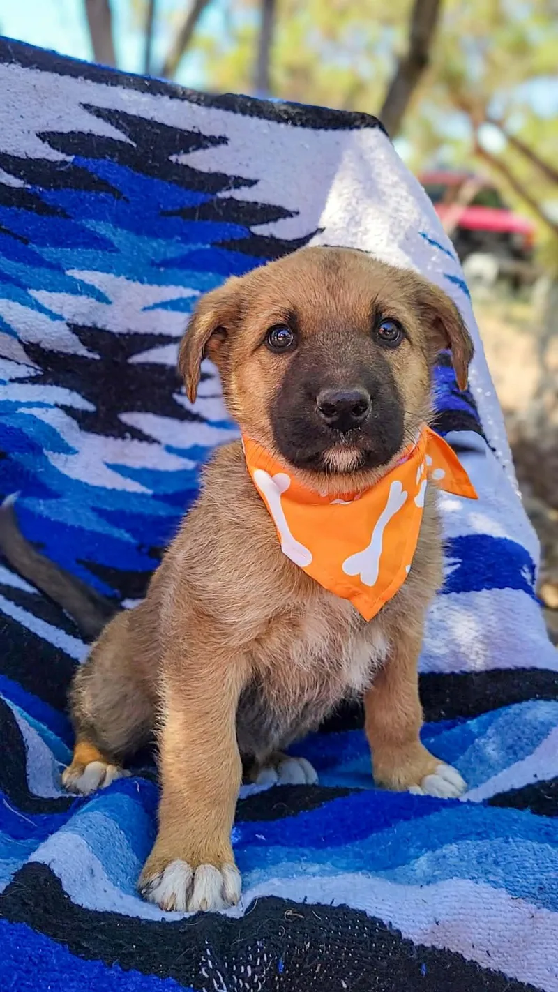 A baby large-sized male Shepherd dog named Firefly for adoption in Anza, CA