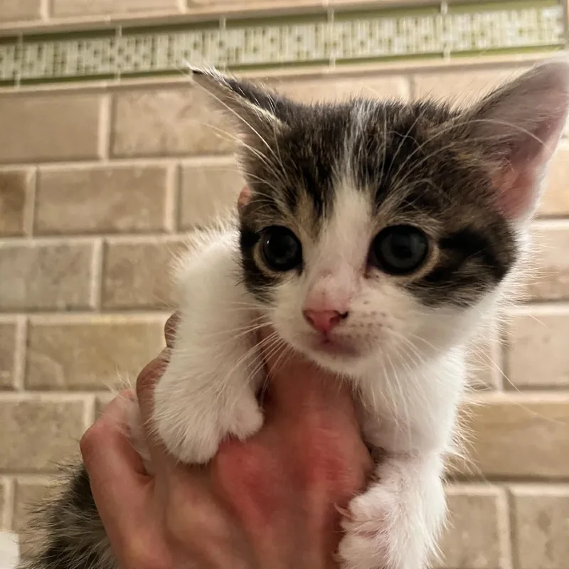 A baby small-sized female Brown / Chocolate Domestic Short Hair cat named Tiramisu for adoption in Ferndale, MI