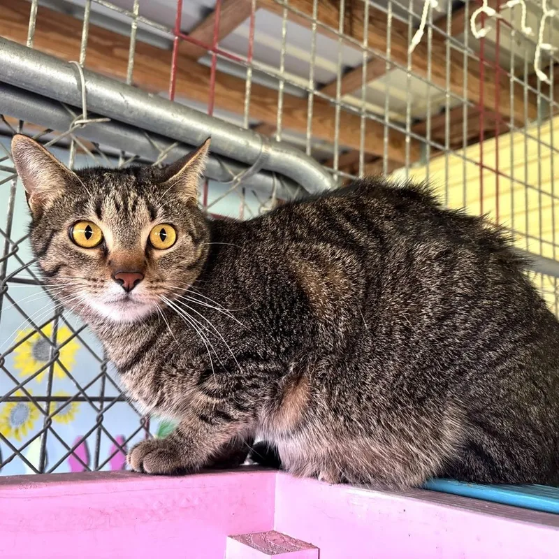 Brother Bear thumbnail 2