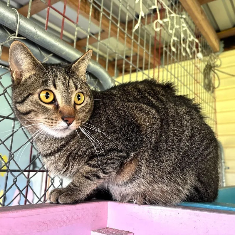 Brother Bear thumbnail 3