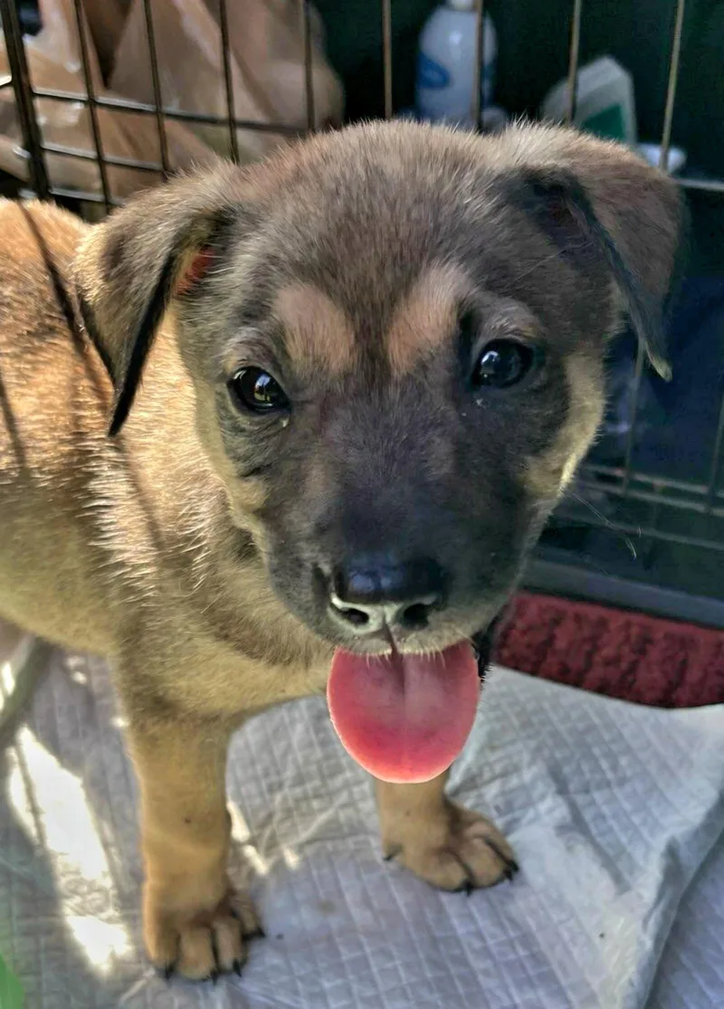 A baby medium-sized female Hound dog named Betsy for adoption in Royal Palm Beach, FL