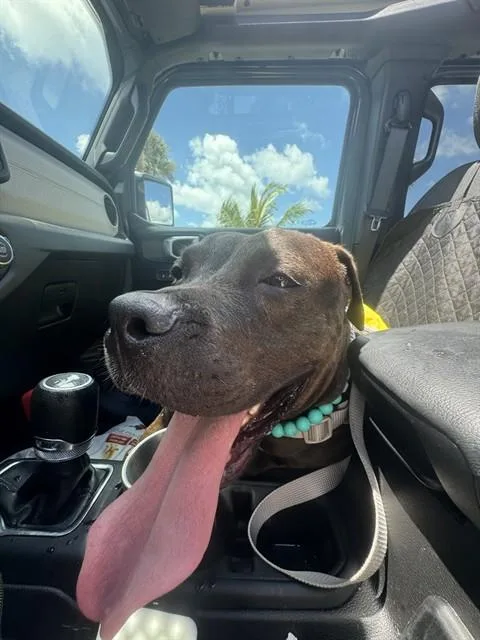 An adult medium-sized male Terrier dog named Chris for adoption in Miami, FL