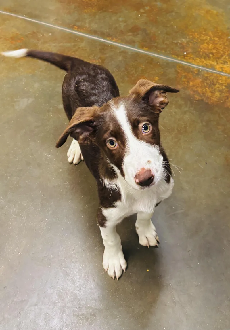 Aussie mix pups thumbnail 2