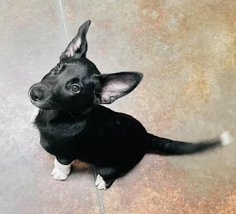 Aussie mix pups thumbnail 3