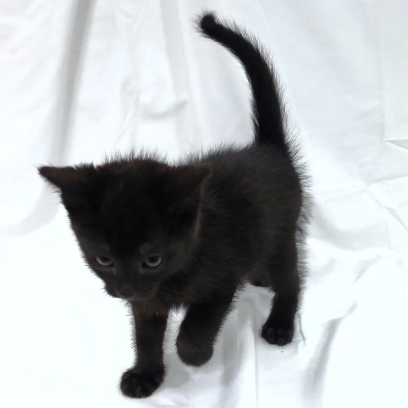 A baby small-sized male Black Domestic Short Hair cat named Mathers for adoption in Michigan City, IN