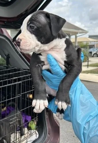 A baby medium-sized female Hound dog named Clarissa for adoption in San Antonio, TX