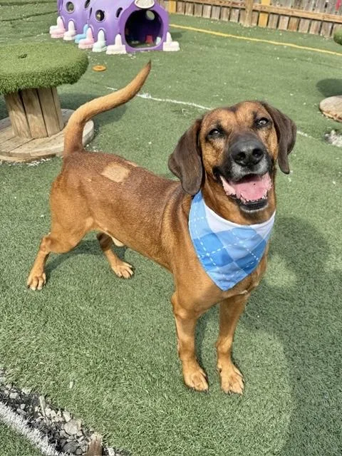 Clifford thumbnail 2