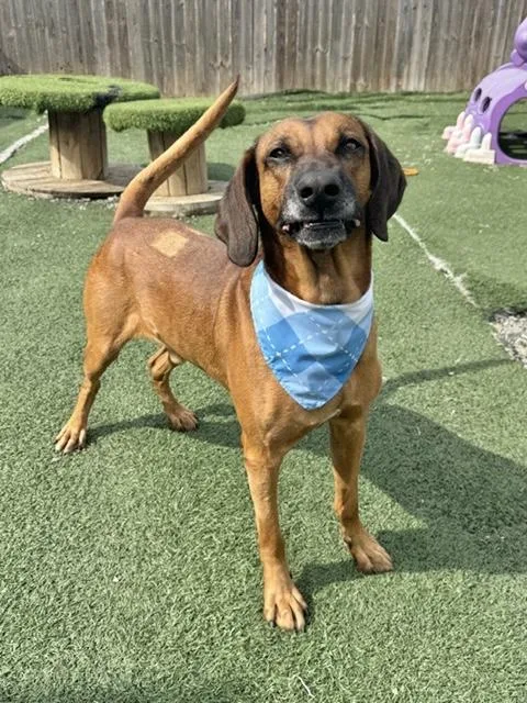 Clifford thumbnail 3