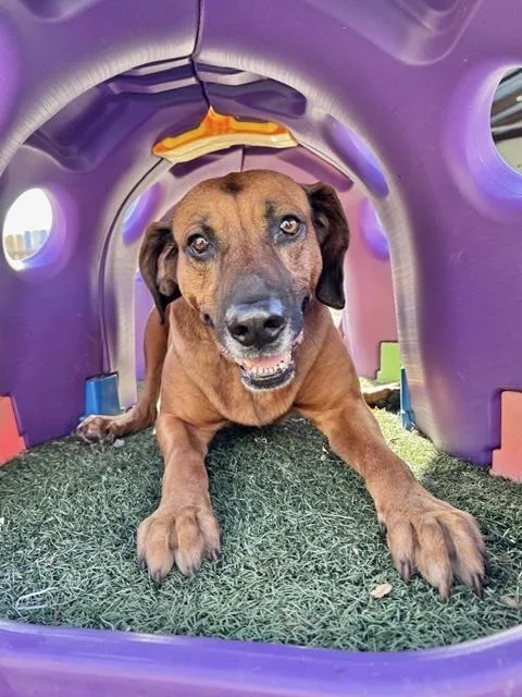 Clifford thumbnail 4