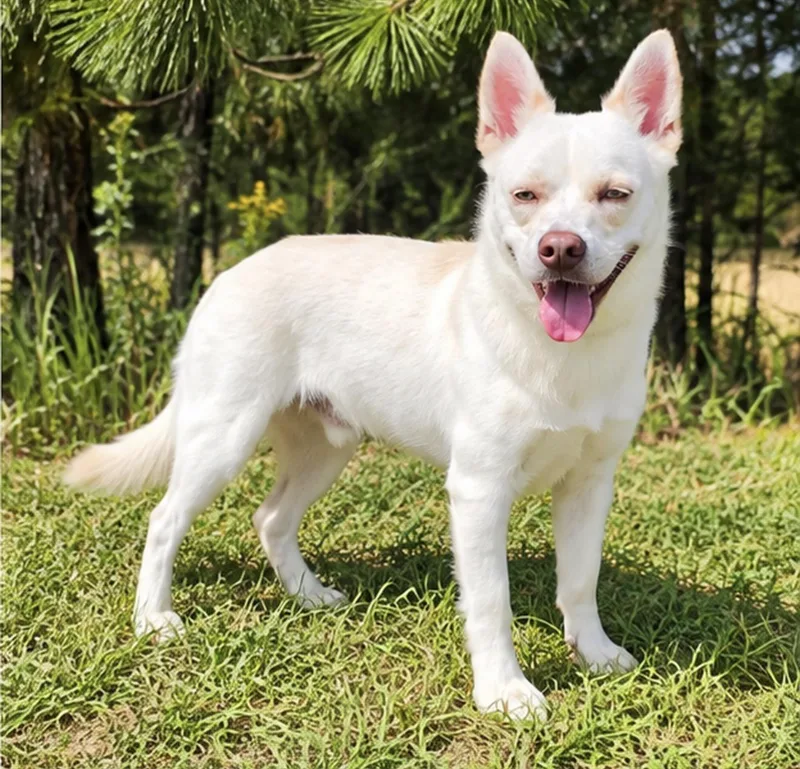 A young medium-sized male White / Cream Husky dog named Johnny for adoption in Foley, AL