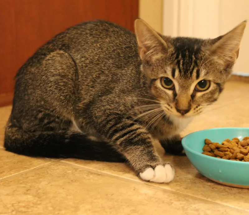 An adult medium-sized female Tabby (Brown / Chocolate) Domestic Short Hair cat named Muffin for adoption in Fort Worth, TX