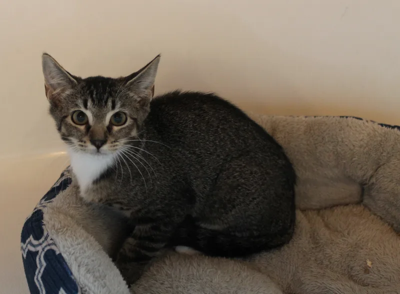 Muffin thumbnail 3