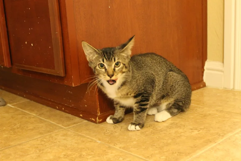 Muffin thumbnail 4