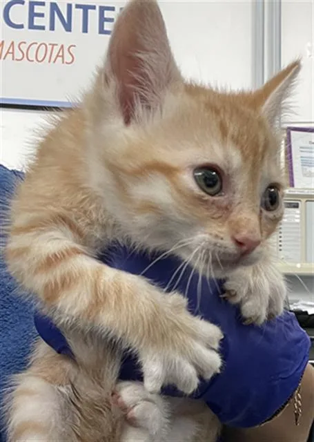 A baby medium-sized male Domestic Short Hair cat named Oaks for adoption in Dallas, TX