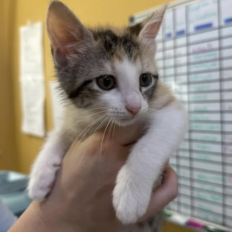 A baby small-sized female Calico Domestic Short Hair cat named Faye for adoption in New Orleans, LA