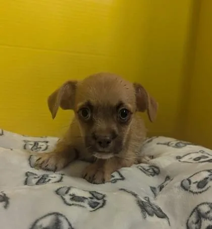 A baby small-sized male Terrier dog named Fozzie for adoption in Houston, TX