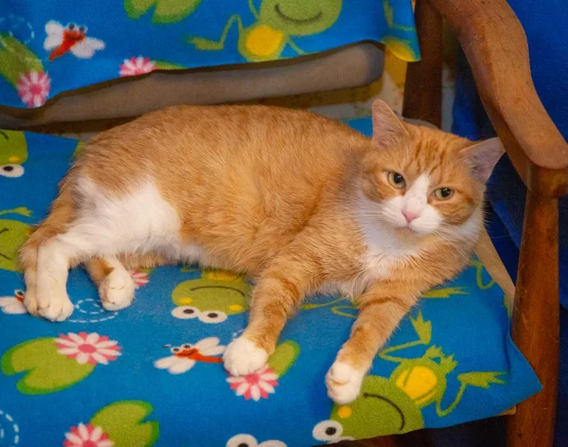 A young medium-sized female Tabby (Orange / Red) Domestic Short Hair cat named Mona for adoption in Elmwood Park, NJ