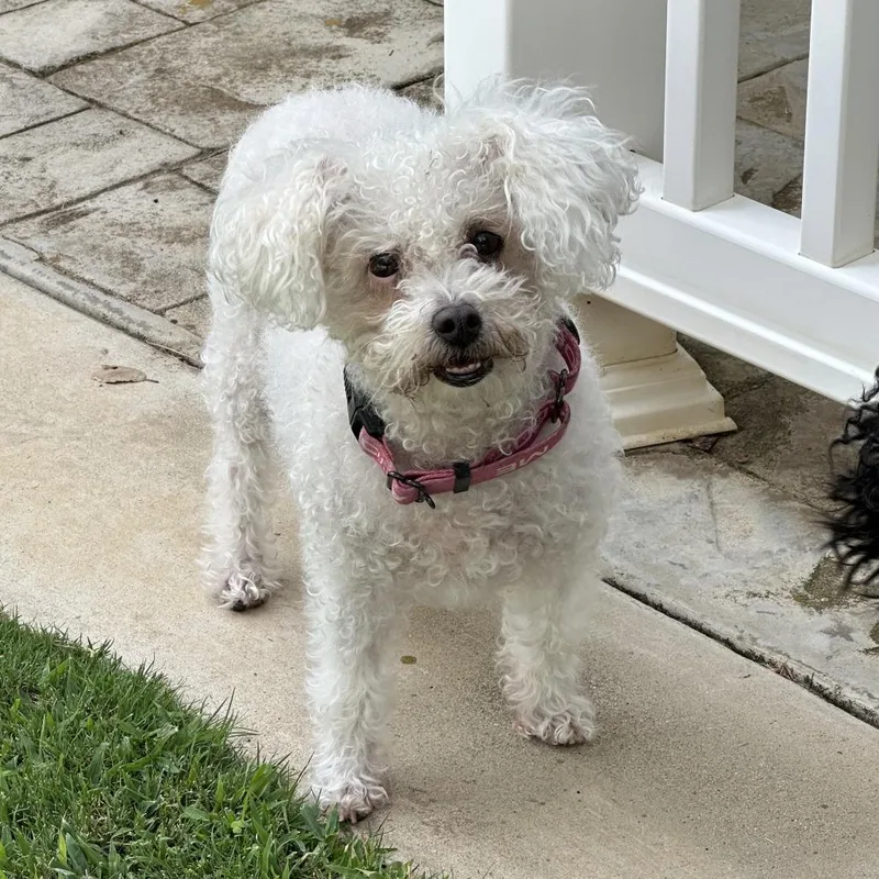 Daisy