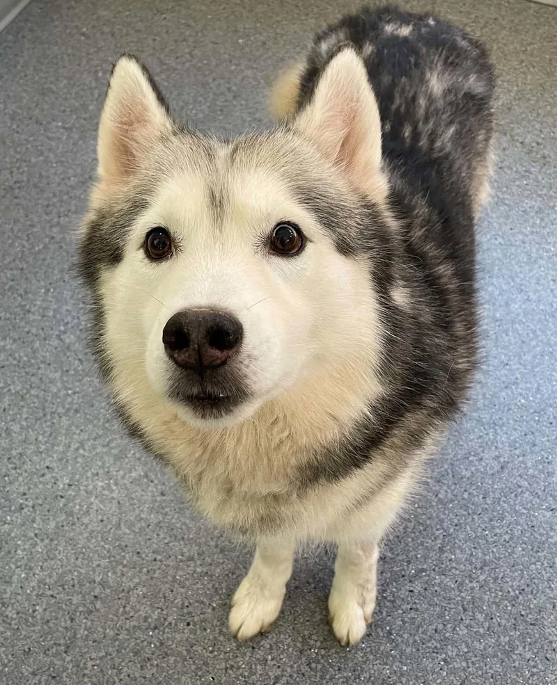 An adult medium-sized male Husky dog named Bear Bear for adoption in Covington, VA