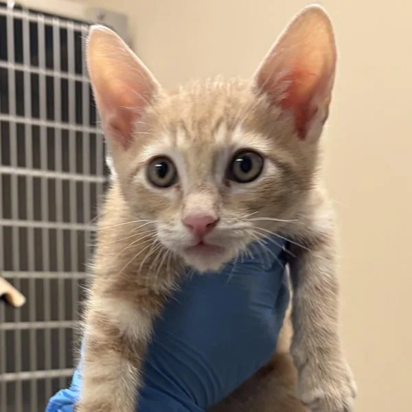 A baby small-sized male Domestic Short Hair cat named Silas for adoption in Walnut Creek, CA