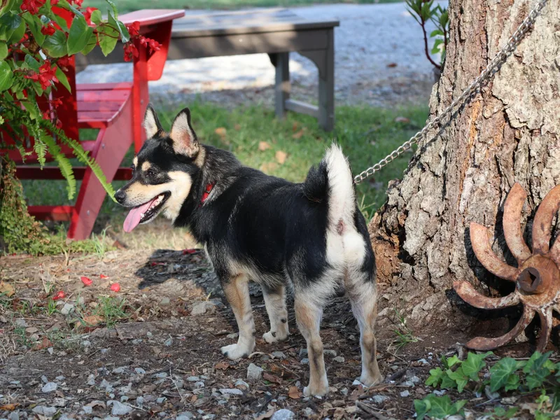 An adult small-sized male Pomeranian dog named Huey for adoption in Humboldt, TN