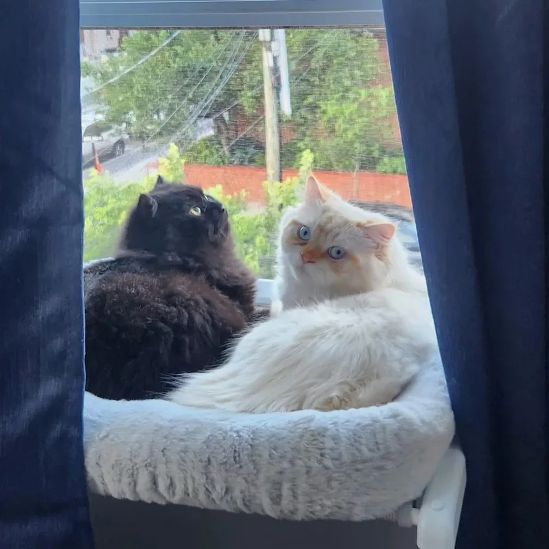 Raven & Luka at