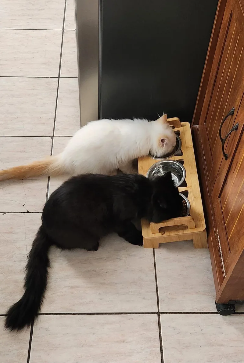 Raven & Luka at thumbnail 2
